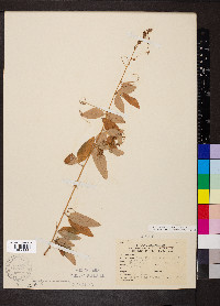 Desmodium obtusum image