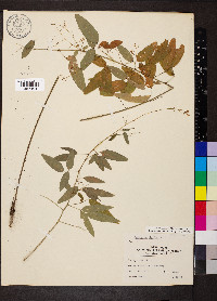 Desmodium obtusum image