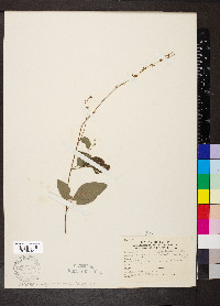 Desmodium perplexum image