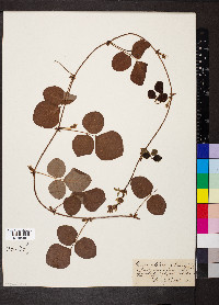 Desmodium rotundifolium image