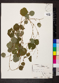 Desmodium rotundifolium image