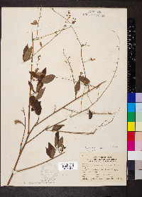 Desmodium viridiflorum image