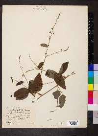 Desmodium viridiflorum image