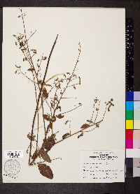 Desmodium viridiflorum image