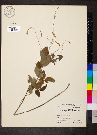 Desmodium viridiflorum image