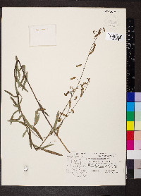 Desmodium arizonicum image