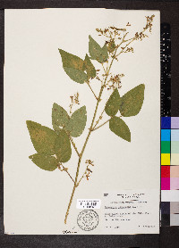 Desmodium canescens image