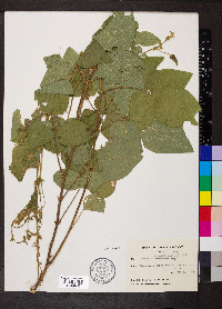 Desmodium canescens image