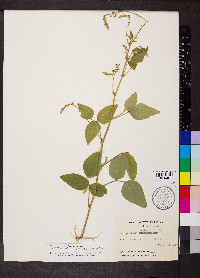 Desmodium canescens image