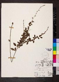 Desmodium ciliare image