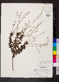 Desmodium rigidum image