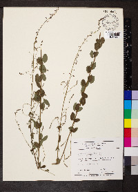 Desmodium ciliare image