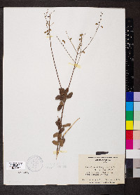 Desmodium ciliare image