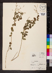 Desmodium ciliare image