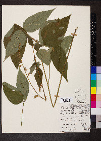 Desmodium cuspidatum var. cuspidatum image