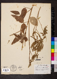 Desmodium cuspidatum image