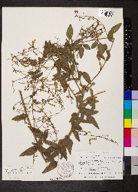 Desmodium glabellum image