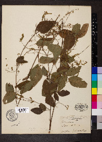 Desmodium dillenii image