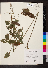 Desmodium illinoense image