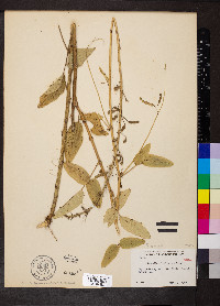 Desmodium illinoense image