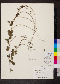 Desmodium lineatum image