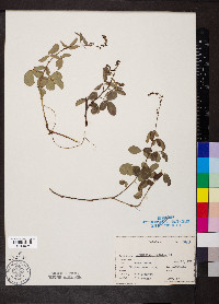 Desmodium lineatum image