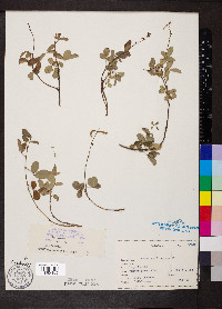 Desmodium lineatum image