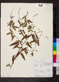 Desmodium paniculatum var. paniculatum image