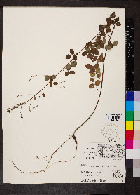 Desmodium marilandicum image