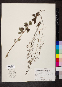 Desmodium marilandicum image