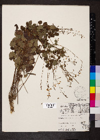Desmodium marilandicum image