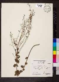 Desmodium marilandicum image