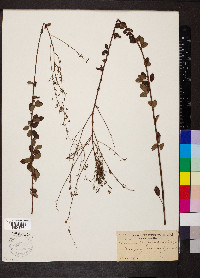 Desmodium marilandicum image