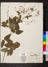 Desmodium nuttallii image