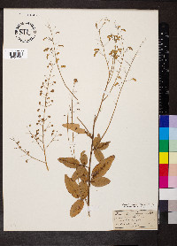 Desmodium obtusum image