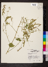 Desmodium perplexum image