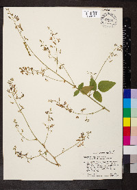 Desmodium perplexum image