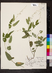 Desmodium psilophyllum image