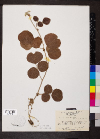 Desmodium rotundifolium image