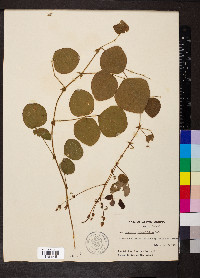 Desmodium rotundifolium image