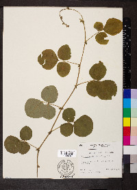 Desmodium rotundifolium image