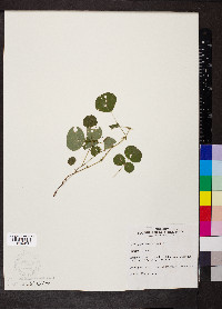 Desmodium rotundifolium image