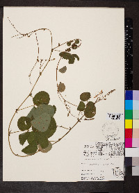 Desmodium rotundifolium image
