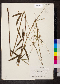 Desmodium sessilifolium image