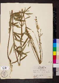 Desmodium sessilifolium image
