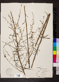 Desmodium tenuifolium image