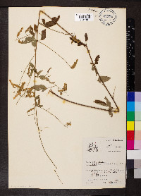 Desmodium viridiflorum image