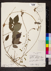 Desmodium axillare image