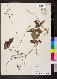 Desmodium axillare image