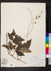 Desmodium axillare image